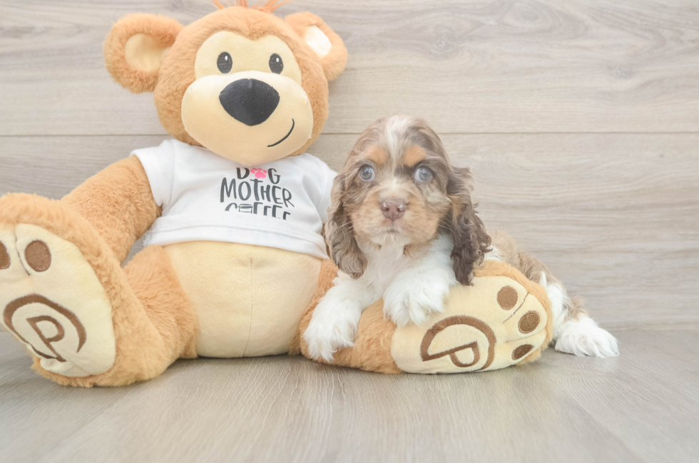 6 week old Cocker Spaniel Puppy For Sale - Premier Pups