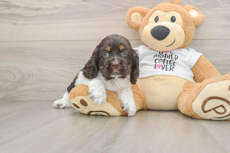 Best Cocker Spaniel Baby