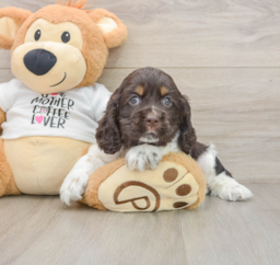 8 week old Cocker Spaniel Puppy For Sale - Premier Pups