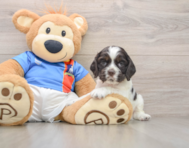 5 week old Cocker Spaniel Puppy For Sale - Premier Pups