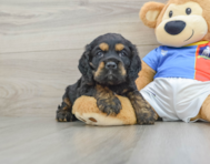 5 week old Cocker Spaniel Puppy For Sale - Premier Pups