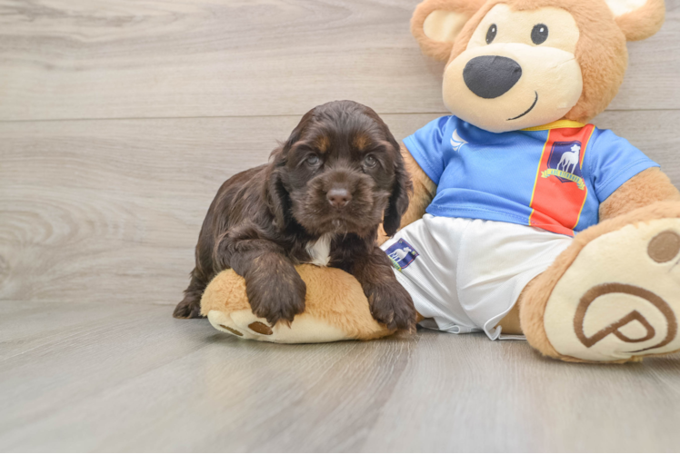 Cute Cocker Spaniel Purebred Pup