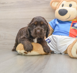 5 week old Cocker Spaniel Puppy For Sale - Premier Pups