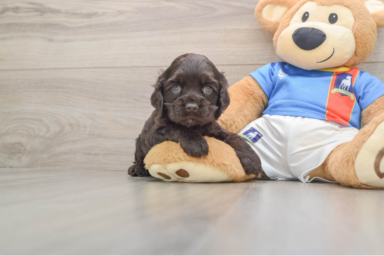 Cute Cocker Spaniel Purebred Puppy