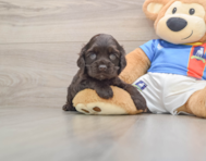 6 week old Cocker Spaniel Puppy For Sale - Premier Pups
