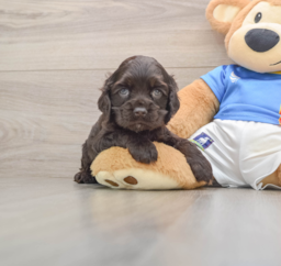 5 week old Cocker Spaniel Puppy For Sale - Premier Pups