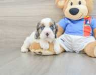 5 week old Cocker Spaniel Puppy For Sale - Premier Pups