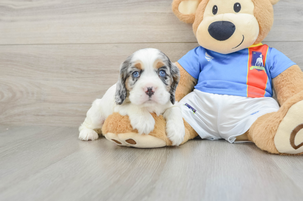 5 week old Cocker Spaniel Puppy For Sale - Premier Pups