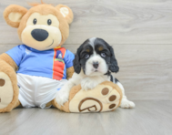 5 week old Cocker Spaniel Puppy For Sale - Premier Pups
