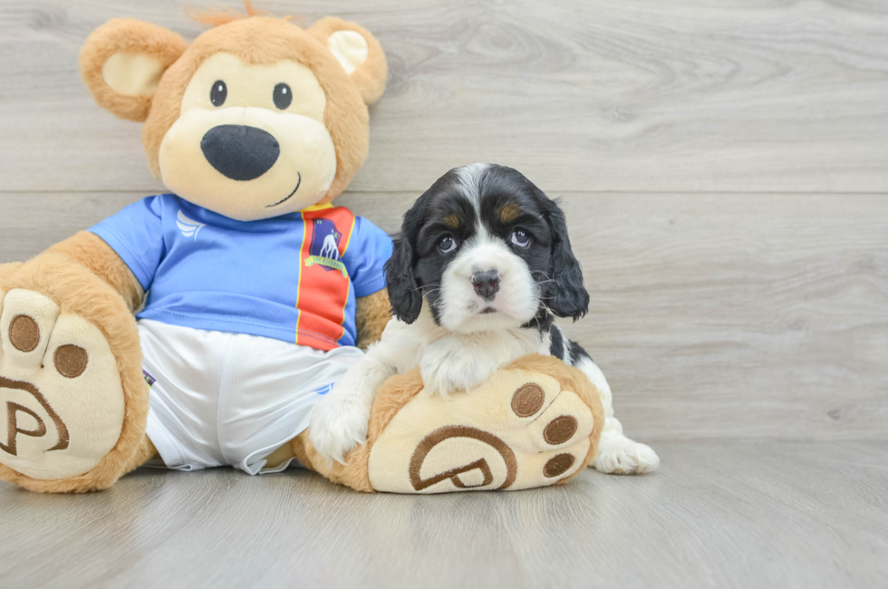 5 week old Cocker Spaniel Puppy For Sale - Premier Pups