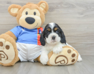 5 week old Cocker Spaniel Puppy For Sale - Premier Pups