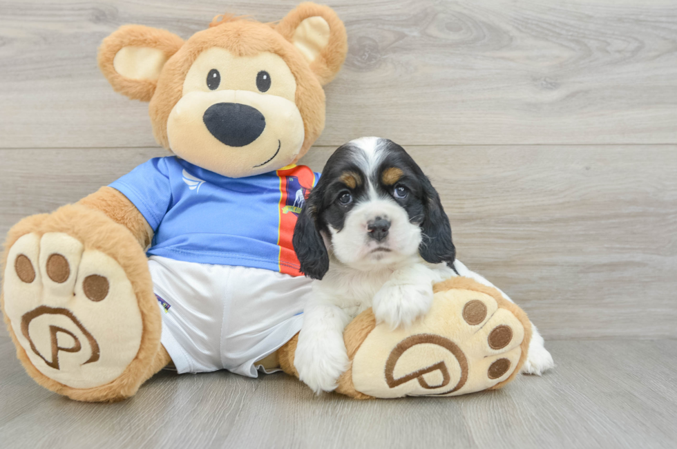 5 week old Cocker Spaniel Puppy For Sale - Premier Pups