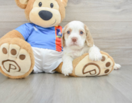 5 week old Cocker Spaniel Puppy For Sale - Premier Pups