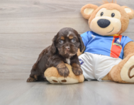 5 week old Cocker Spaniel Puppy For Sale - Premier Pups