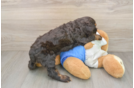 Cute Cocker Spaniel Baby