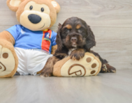 7 week old Cocker Spaniel Puppy For Sale - Premier Pups