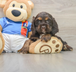 9 week old Cocker Spaniel Puppy For Sale - Premier Pups