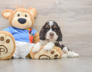 5 week old Cocker Spaniel Puppy For Sale - Premier Pups