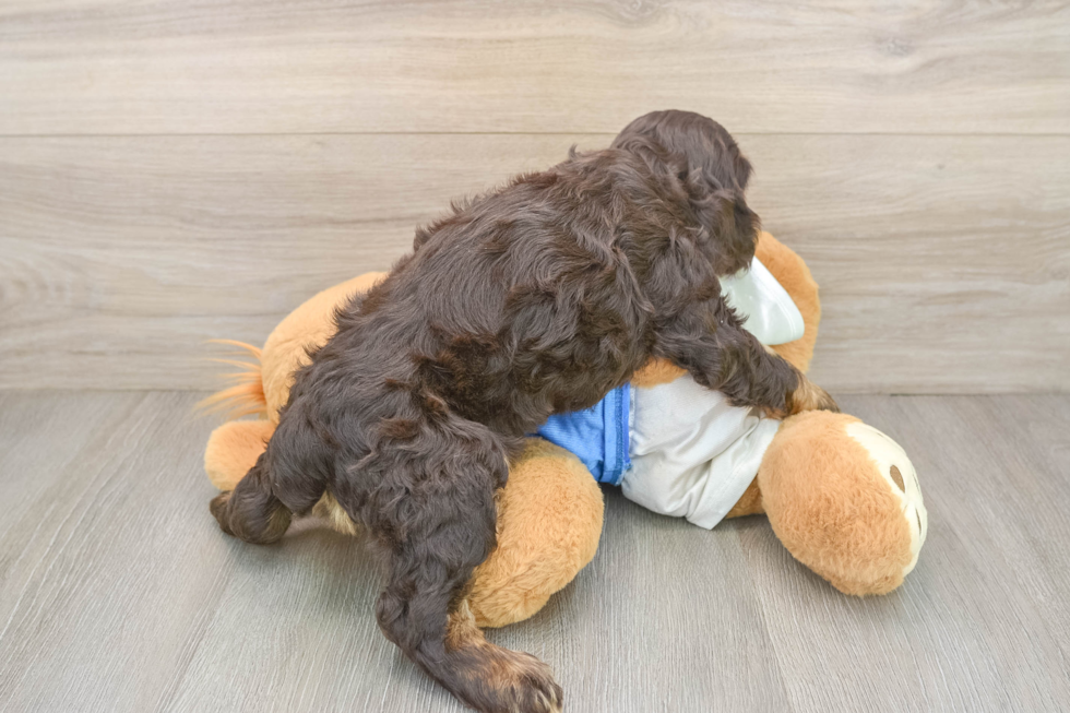 Cocker Spaniel Puppy for Adoption
