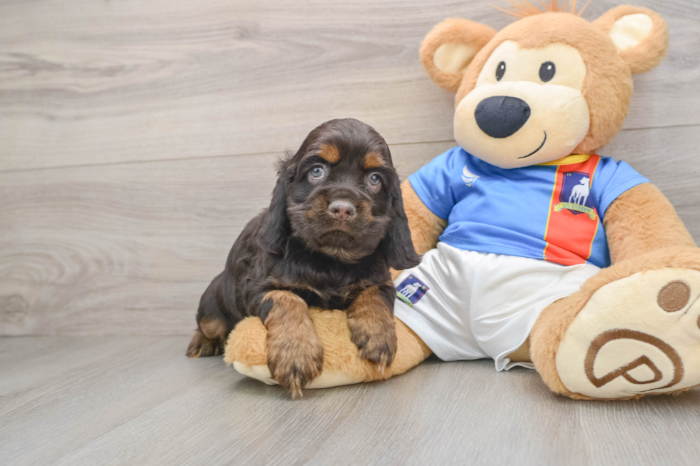 Cute Cocker Spaniel Purebred Puppy