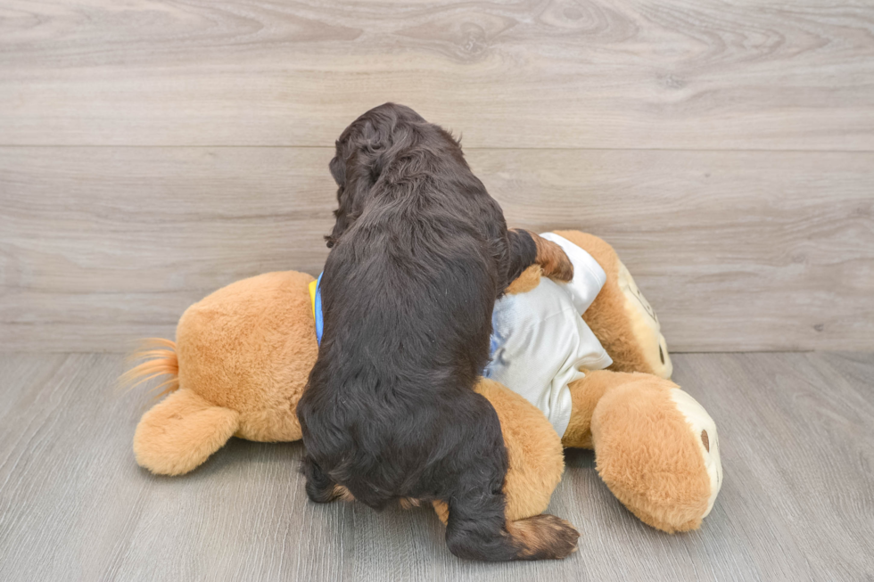 Best Cocker Spaniel Baby