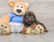 5 week old Cocker Spaniel Puppy For Sale - Premier Pups