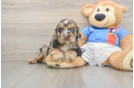 Best Cocker Spaniel Baby