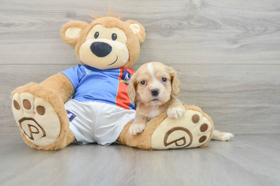 6 week old Cocker Spaniel Puppy For Sale - Premier Pups