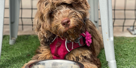 Complete Cockapoo Colors Guide: Patterns, Fading + Photos 