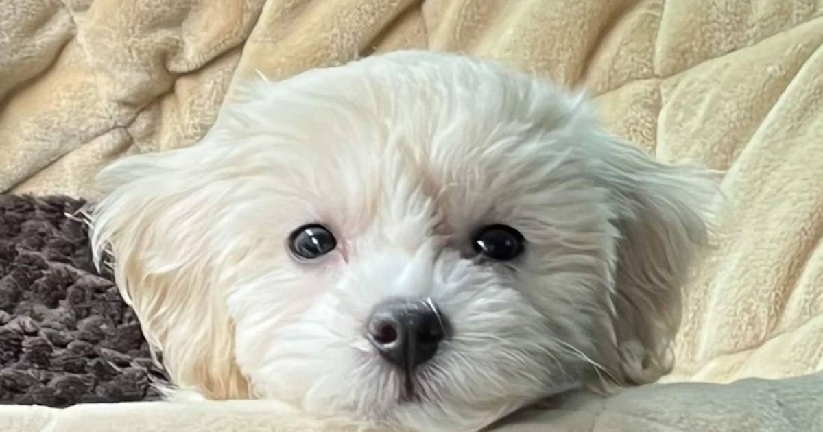 Complete Guide to All Maltipoo Colors: Types, Patterns, & Genetics