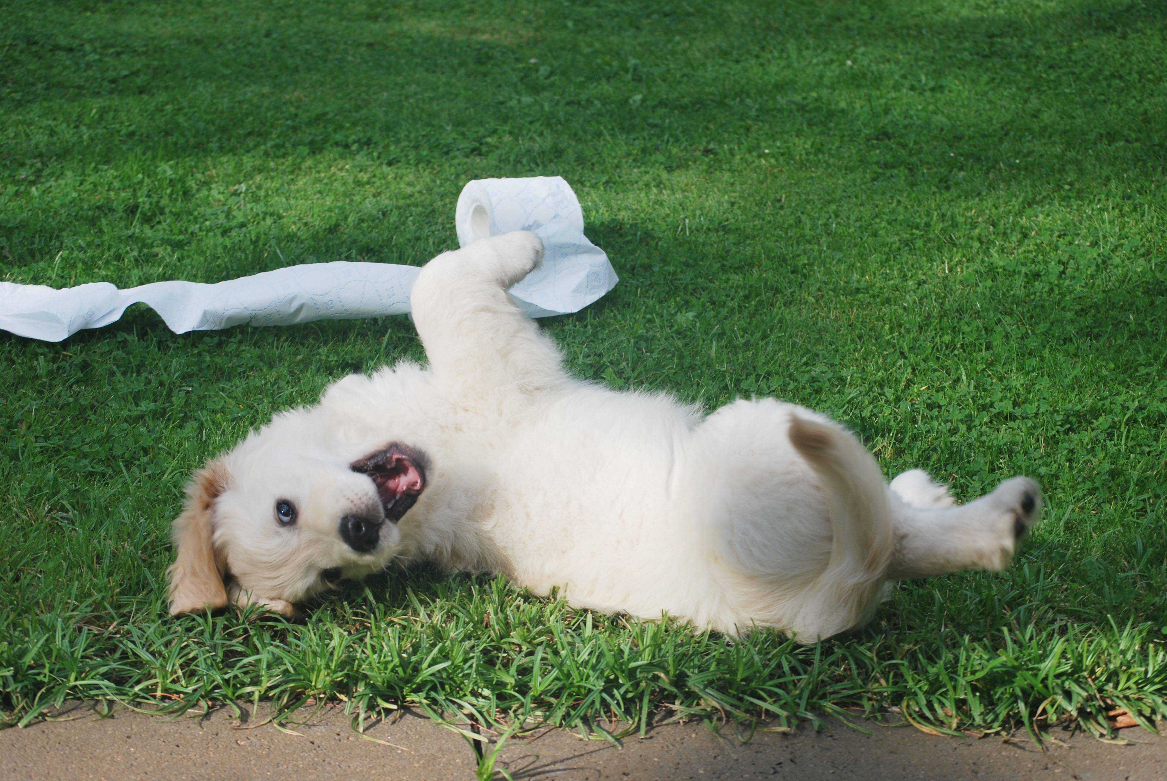 Potty training a stubborn puppy hotsell