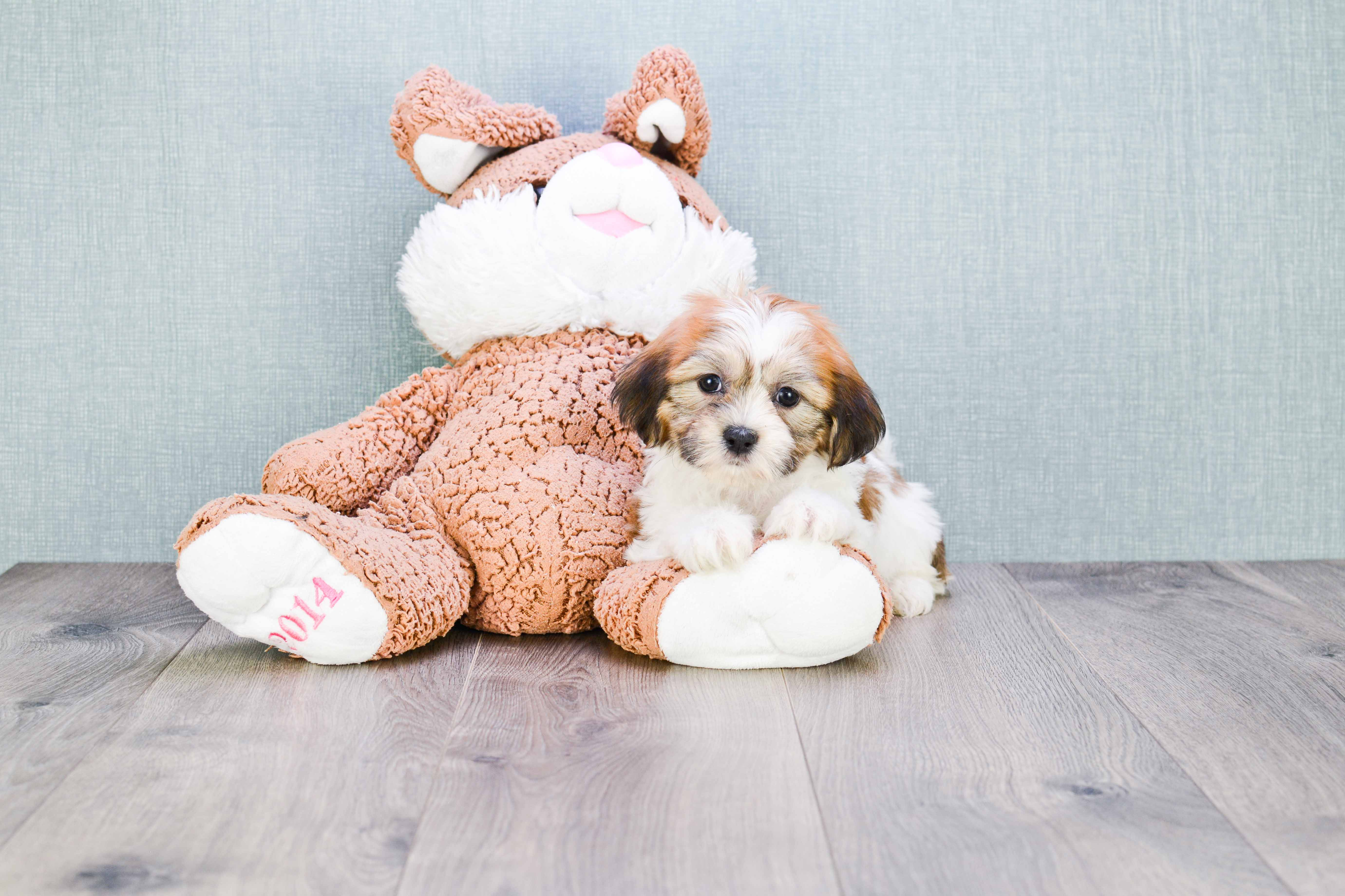 Teddy Bear Puppy for Adoption
