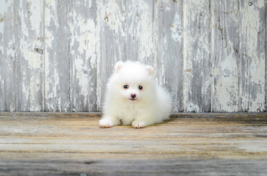 Small Pomeranian Purebred Pup