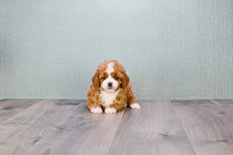 Cavapoo Puppy for Adoption