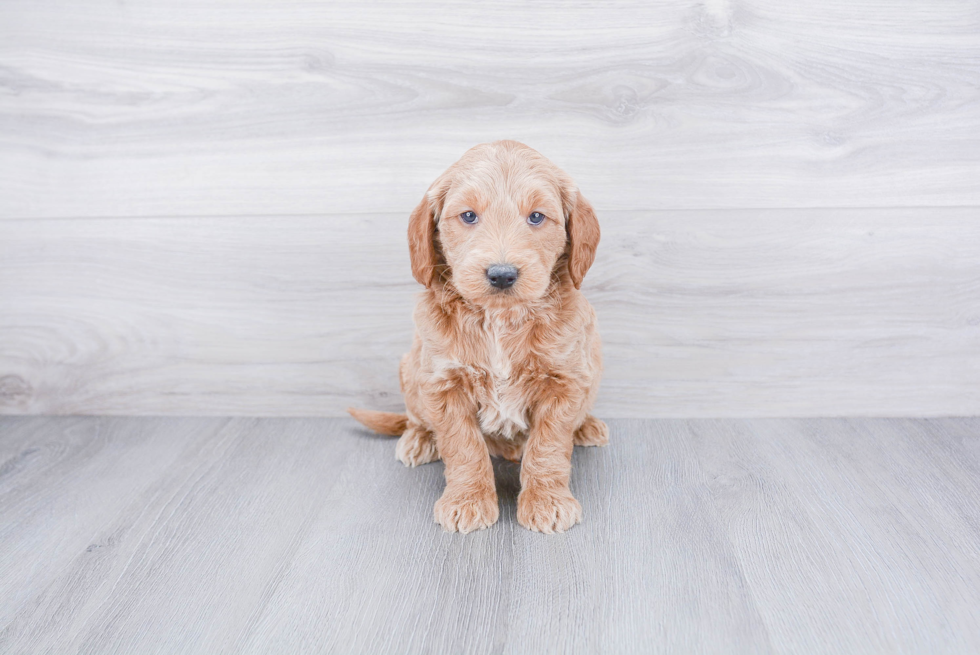 Playful Golden Retriever Poodle Mix Puppy