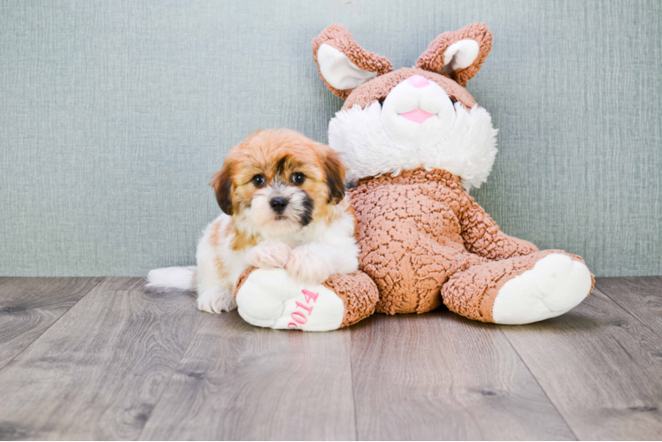 Fluffy Teddy Bear Designer Pup