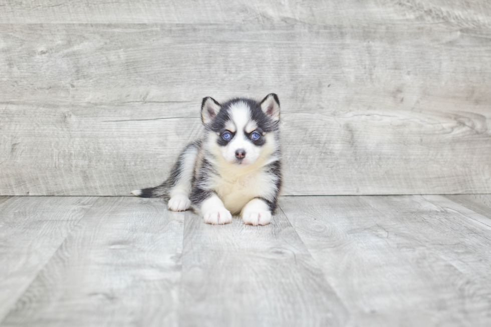 Pomsky Puppy for Adoption