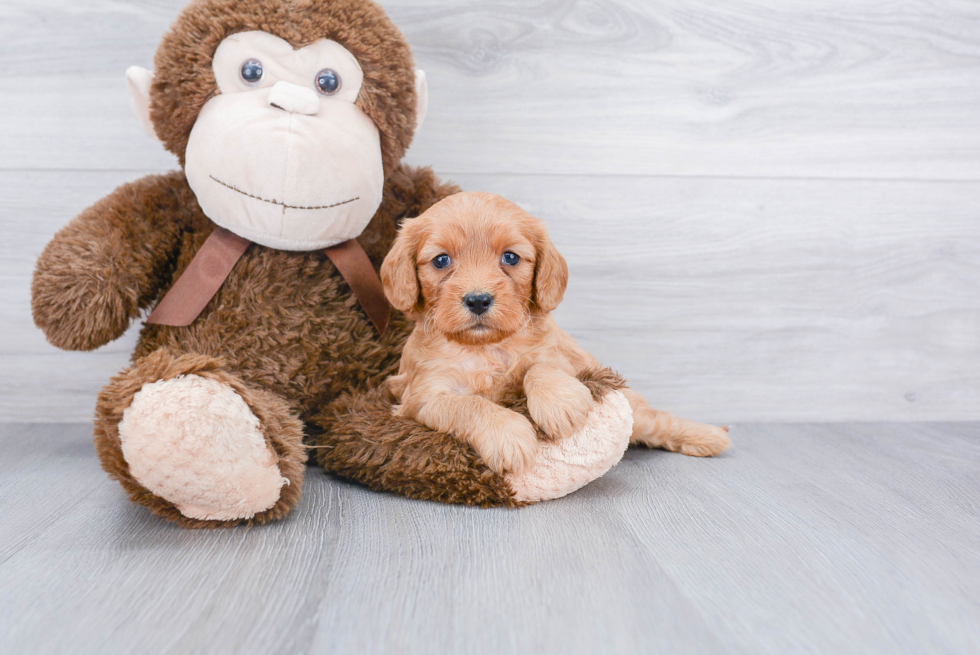 Funny Cavapoo Poodle Mix Pup