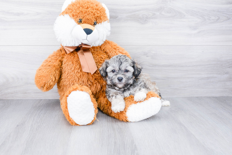 Teddy Bear Pup Being Cute