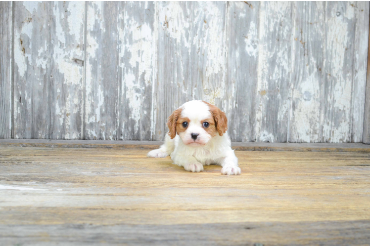 Fluffy Cavalier King Charles Spaniel Purebred Puppy