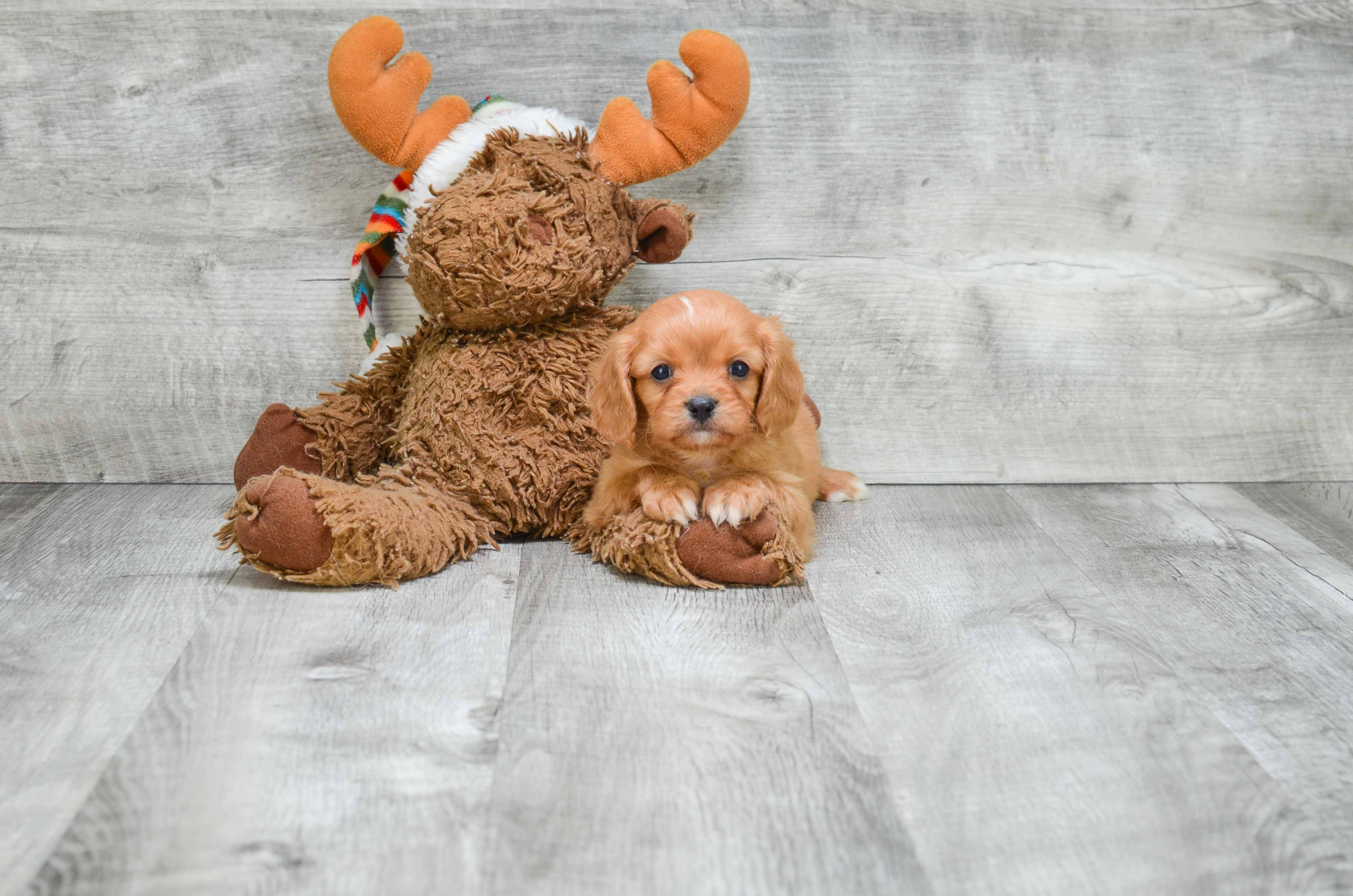 Funny Cavalier King Charles Spaniel Purebred Pup