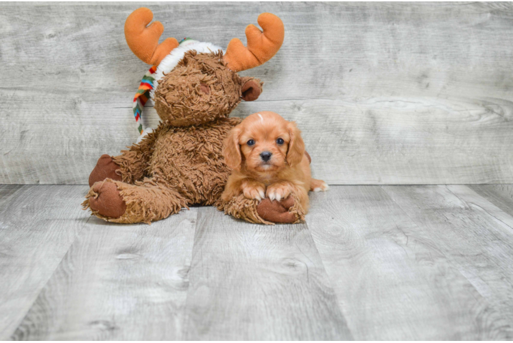 Funny Cavalier King Charles Spaniel Purebred Pup