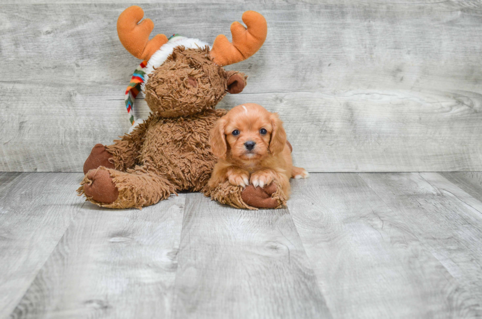 Funny Cavalier King Charles Spaniel Purebred Pup
