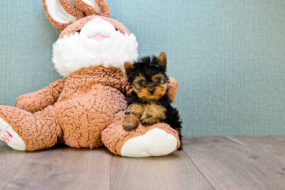 Meet Giselle - our Yorkshire Terrier Puppy Photo 