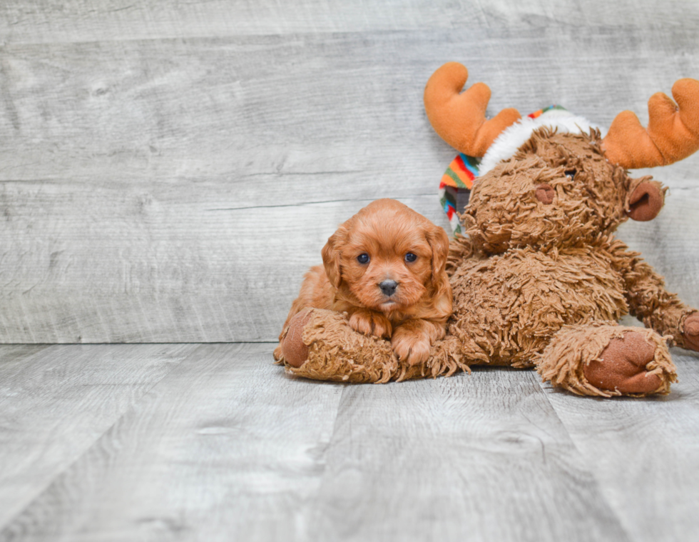 Cute Cavapoo Baby