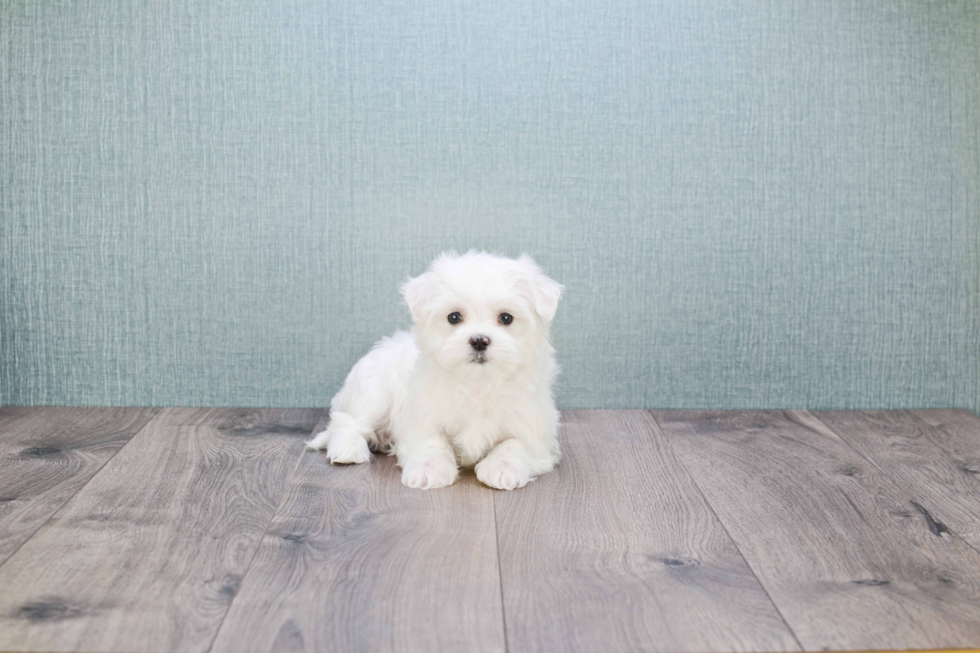 Funny Maltese Purebred Pup