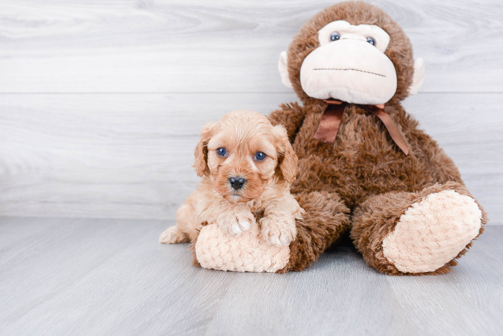 Smart Cavapoo Poodle Mix Pup
