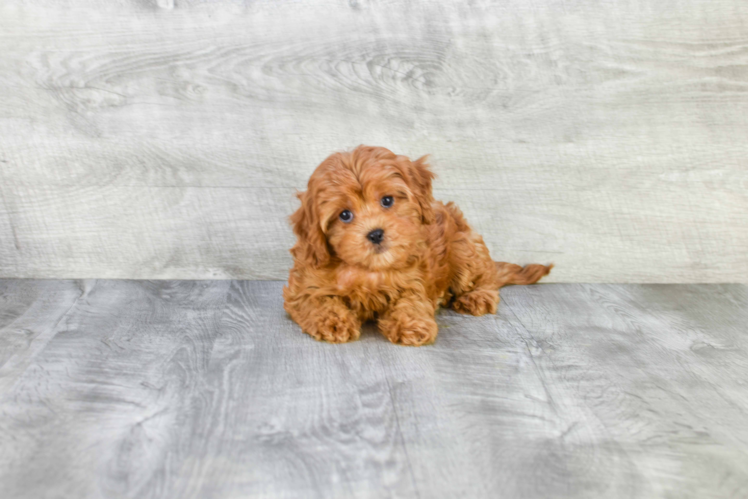 Best Cavapoo Baby