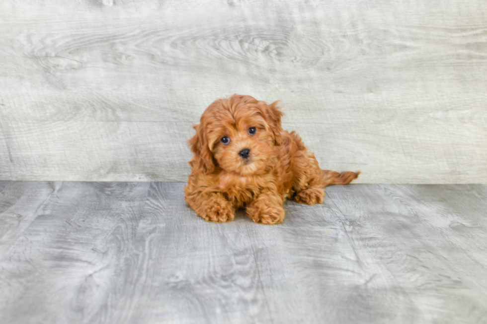 Best Cavapoo Baby