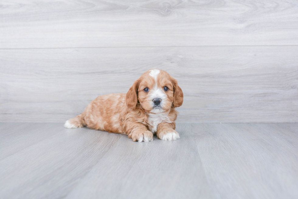 Cavapoo Puppy for Adoption